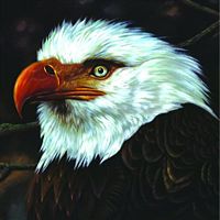 Mogwai: The Hawk is Howling