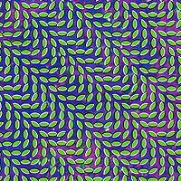 Animal Collective