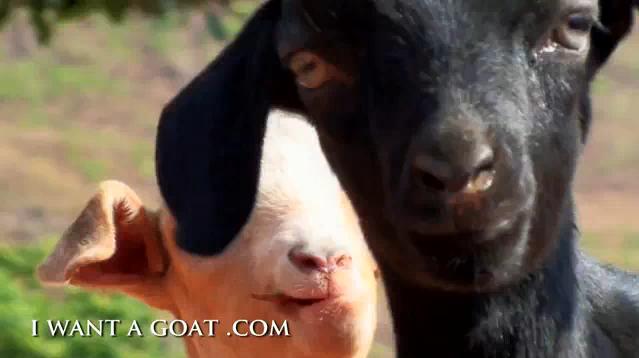 i-want-a-goat i-want-a-goat