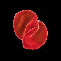 200px-peter_gabriel_-_scratch_my_back 200px-peter_gabriel_-_scratch_my_back
